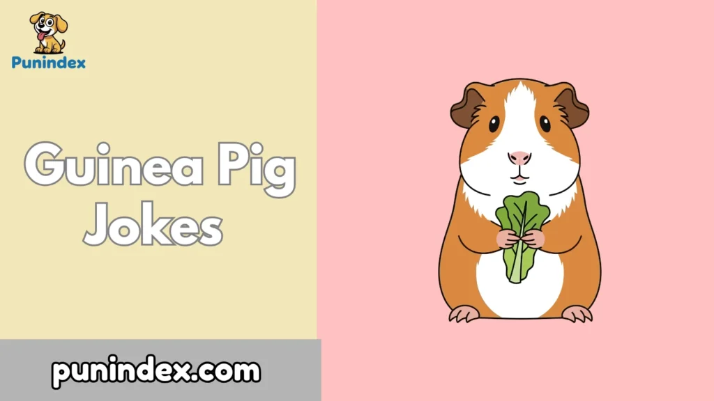 Guinea Pig Jokes