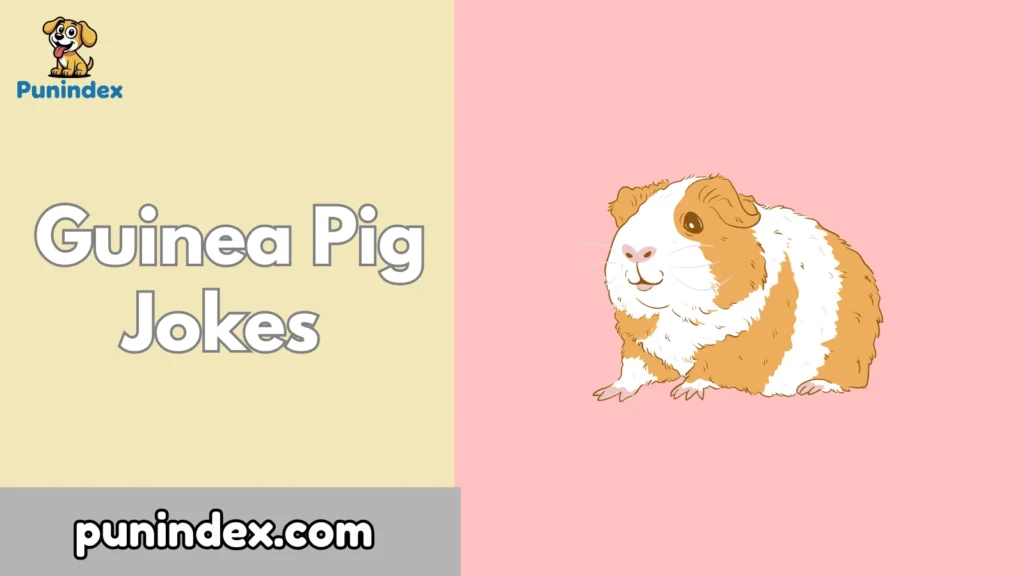 Guinea Pig Jokes