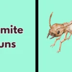 Termite Puns